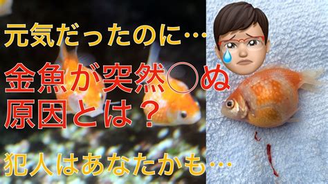 金魚死掉處理|金魚快死的徵兆：立即採取行動挽救牠們的生命 